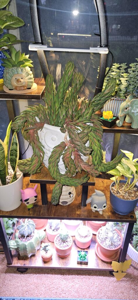 I chopped up my oldest baby yesterday. I chopped up my oldest baby yesterday.