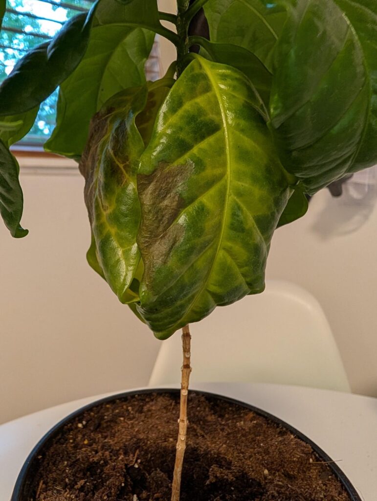 HELP – My coffee plant does not speak my language HELP - My coffee plant does not speak my language