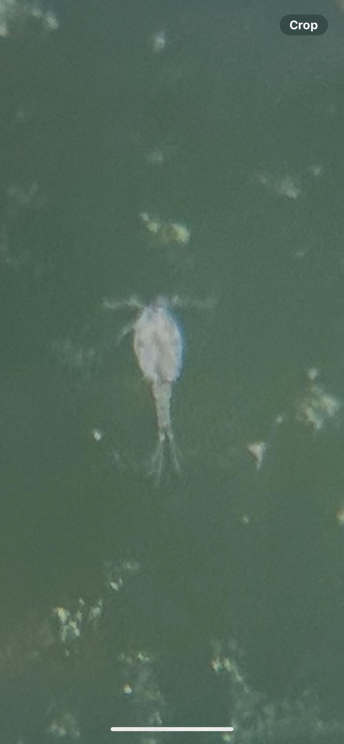 Can anyone identify this small critter?