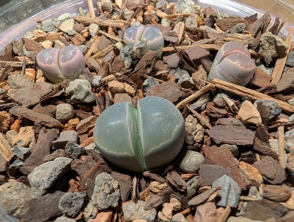 What stage are these in? What stage are these in?