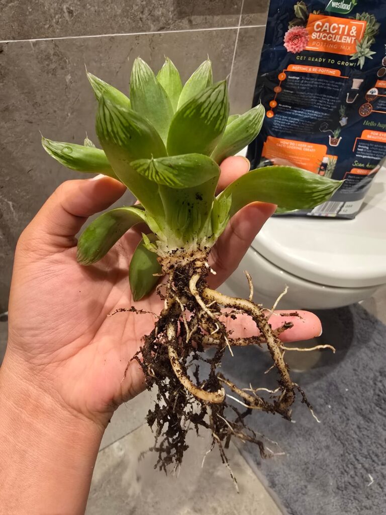 Root rot Root rot