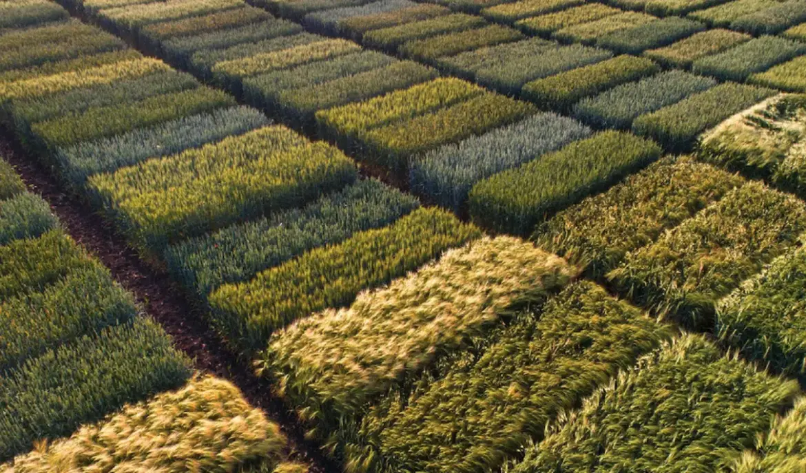 Calice and Puna Bio join forces to promote regenerative agriculture: an alliance that combines AI and biotechnology Calice and Puna Bio join forces to promote regenerative agriculture: an alliance that combines AI and biotechnology