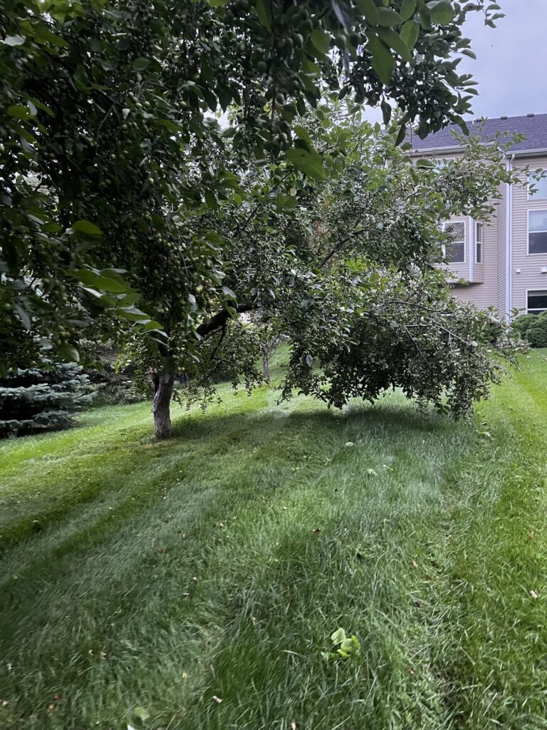Safe to cut all these lower branches without killing the tree?
