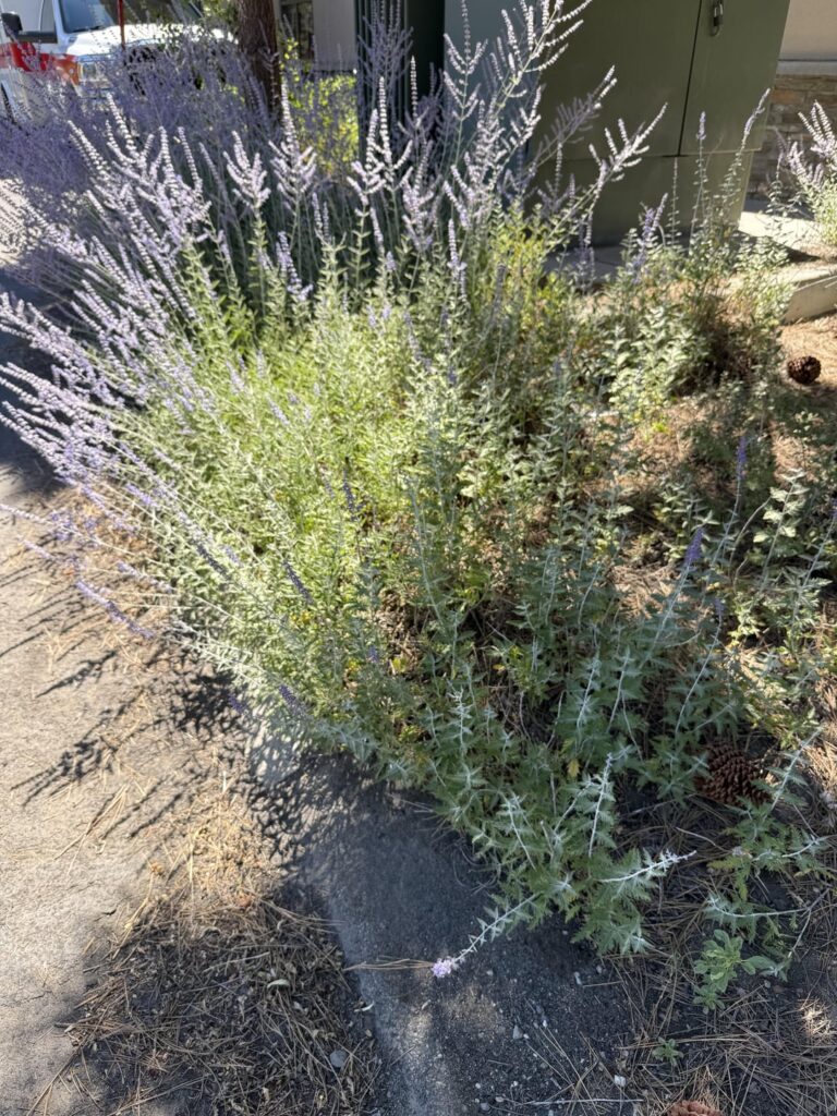 My workplace is going to rip all of these plants out for construction. I want to save some of them and plant them at home. Any ideas for how to uproot these?