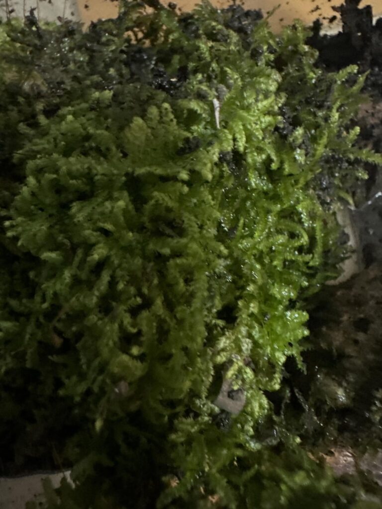 Moss identification