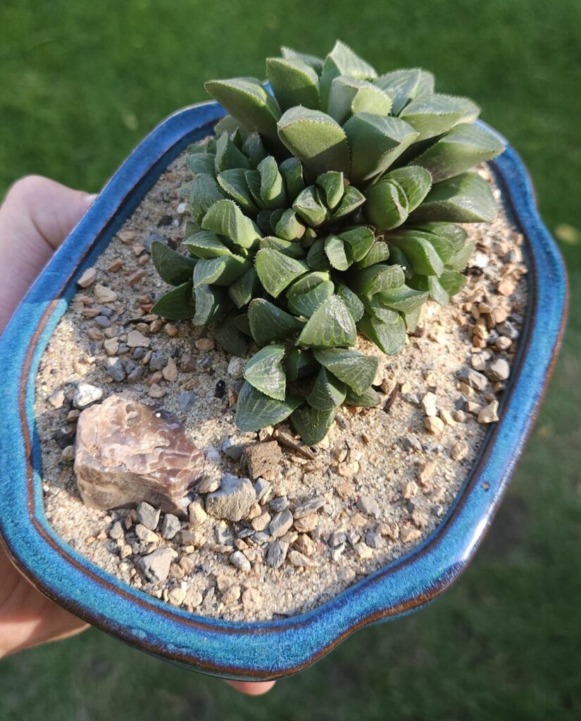 Staged up in shohin bonsai pots