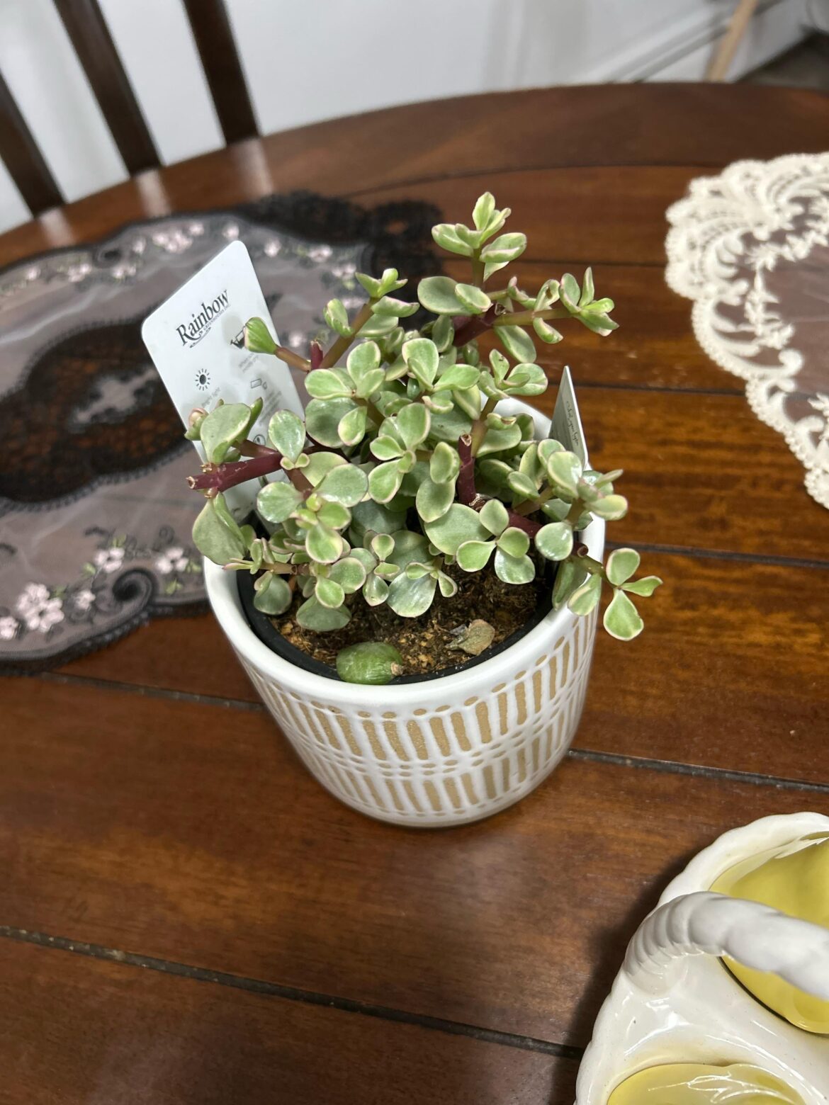 Just bought from a box store, it was just being marketed as a “succulent”. Anyone know what she is?