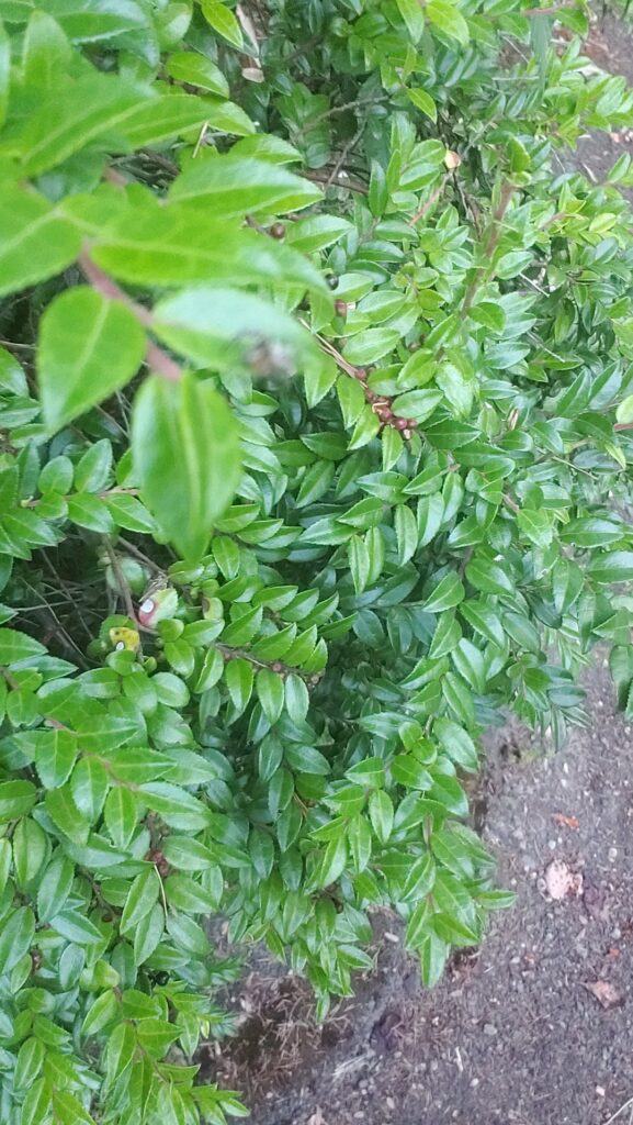 What is this?