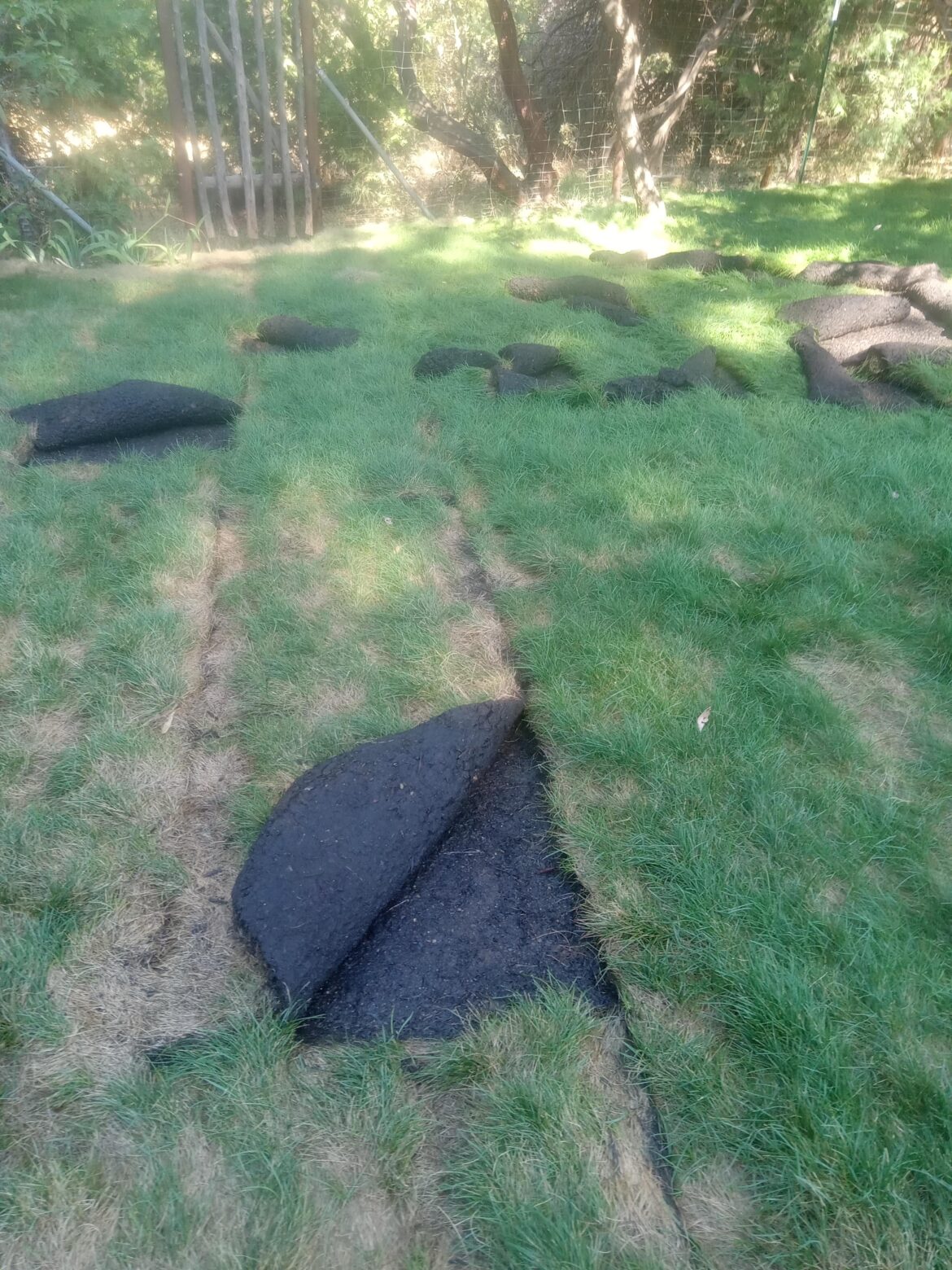 What is pulling up my new sod like this? Foothills of NorCal