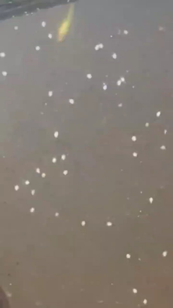 ID help – ostracods? Fish safe? ID help - ostracods? Fish safe?