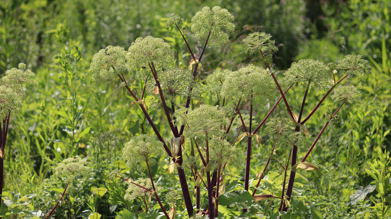Large group of angelica plants in a garden