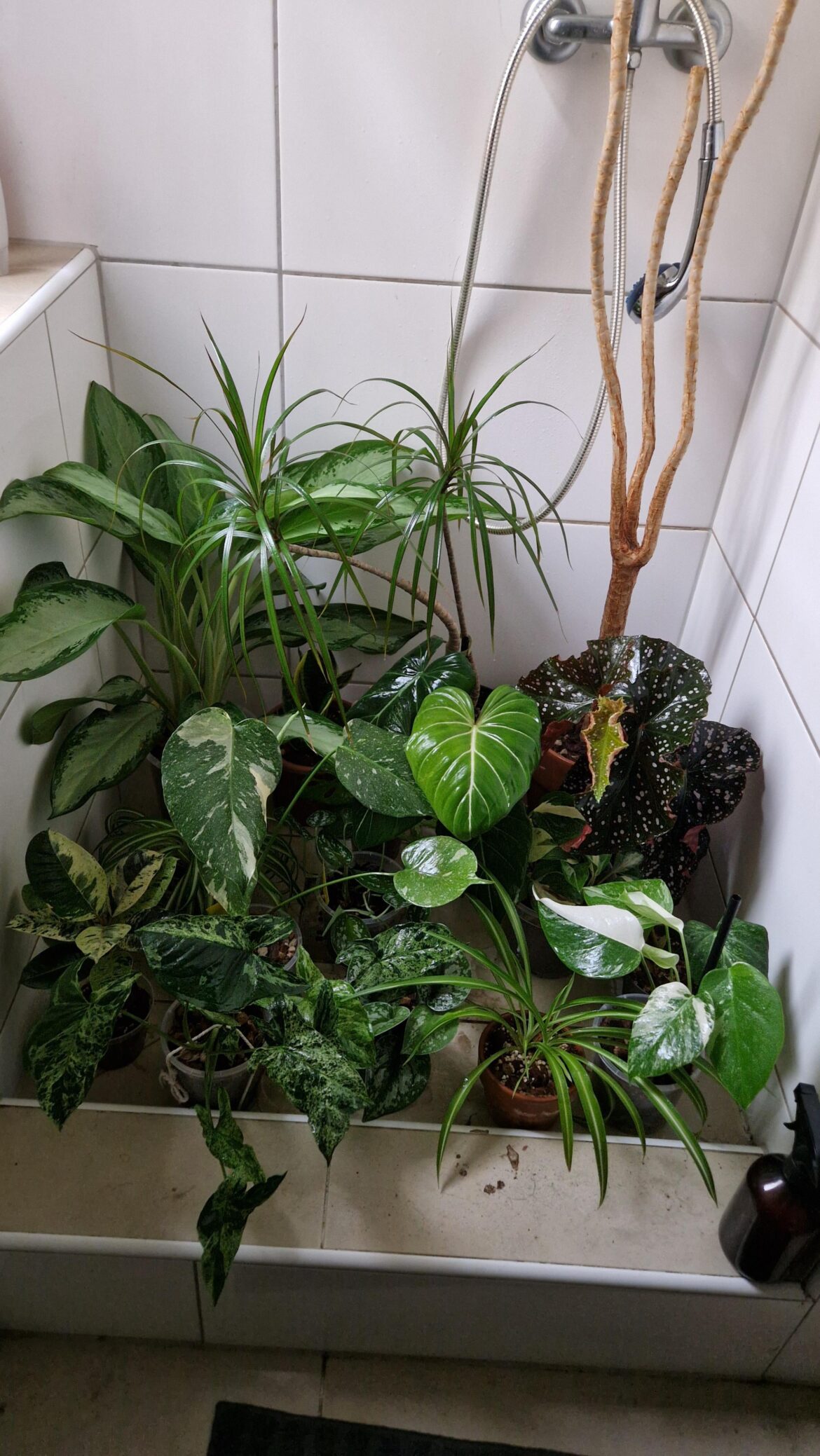 Love it when my shower looks like this!