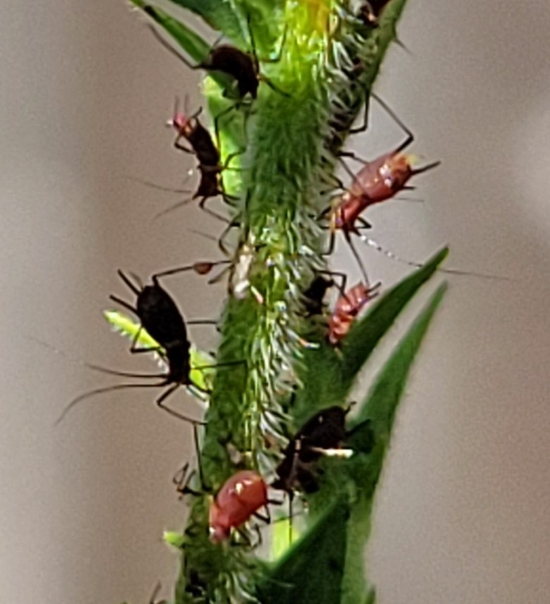 Closeup of aphids on stem of California goldenrod