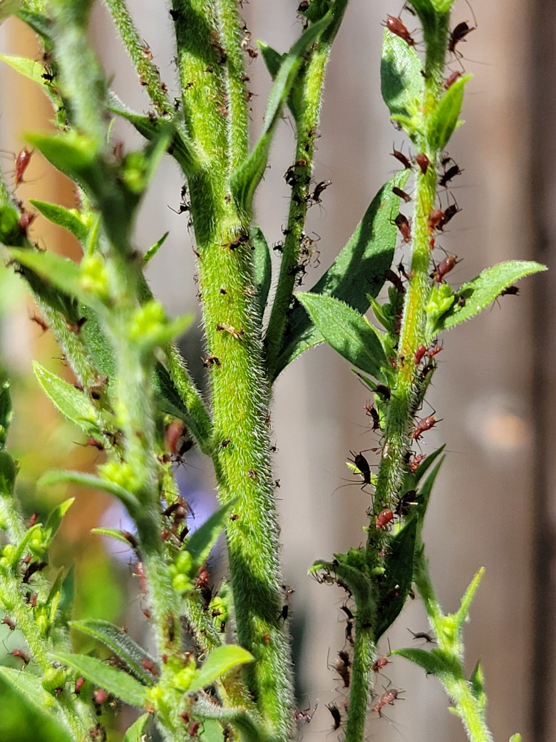 Aphids covering a stem of goldenrod