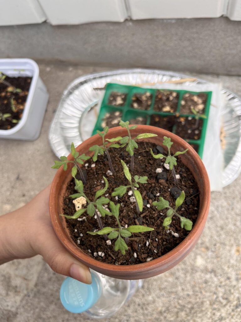 Thrips? Stippling dots and cracks along my cherry tomato leaves Thrips? Stippling dots and cracks along my cherry tomato leaves