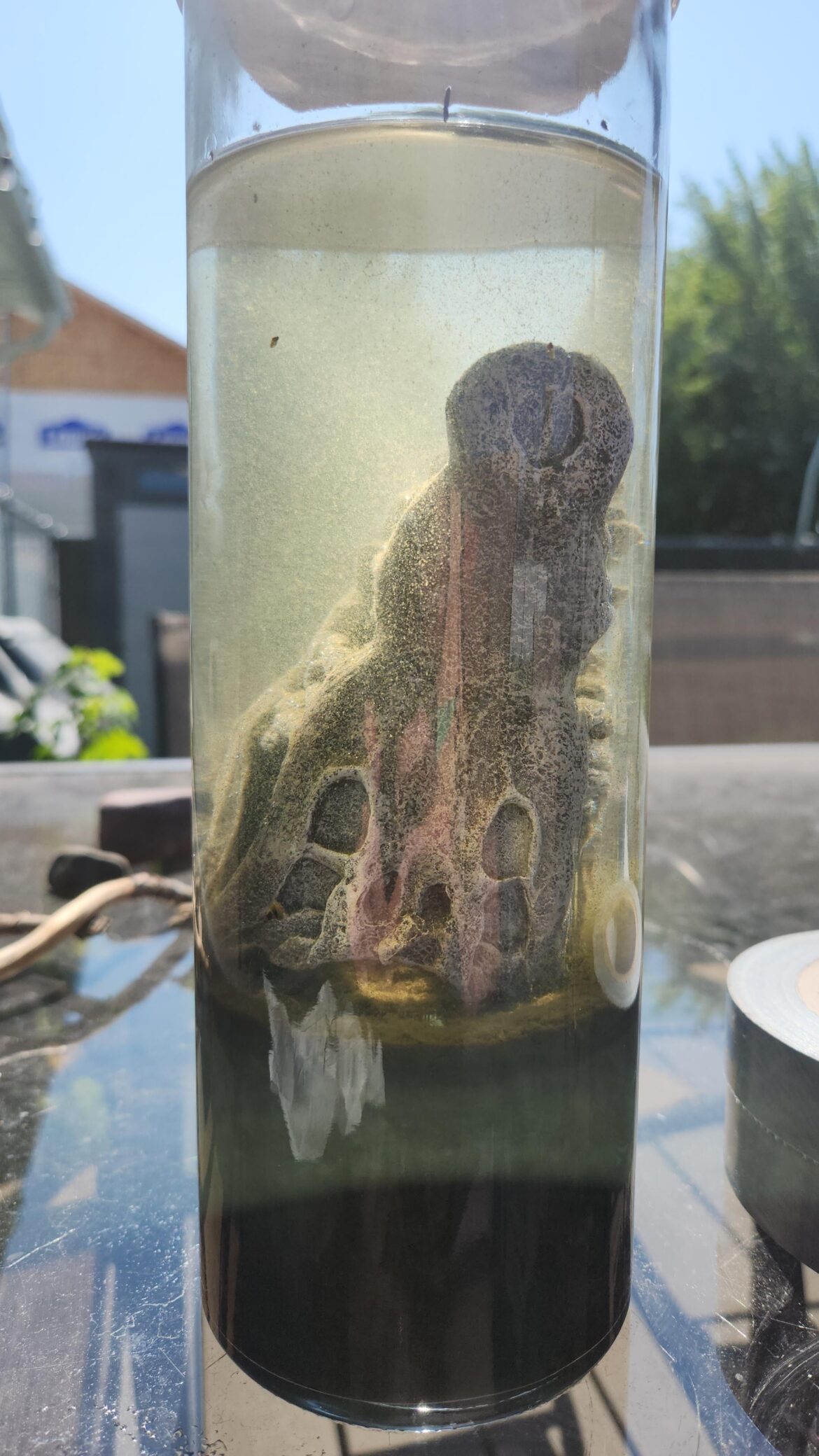 The central plant died so I needed to fill some space for this scud/snail jar.