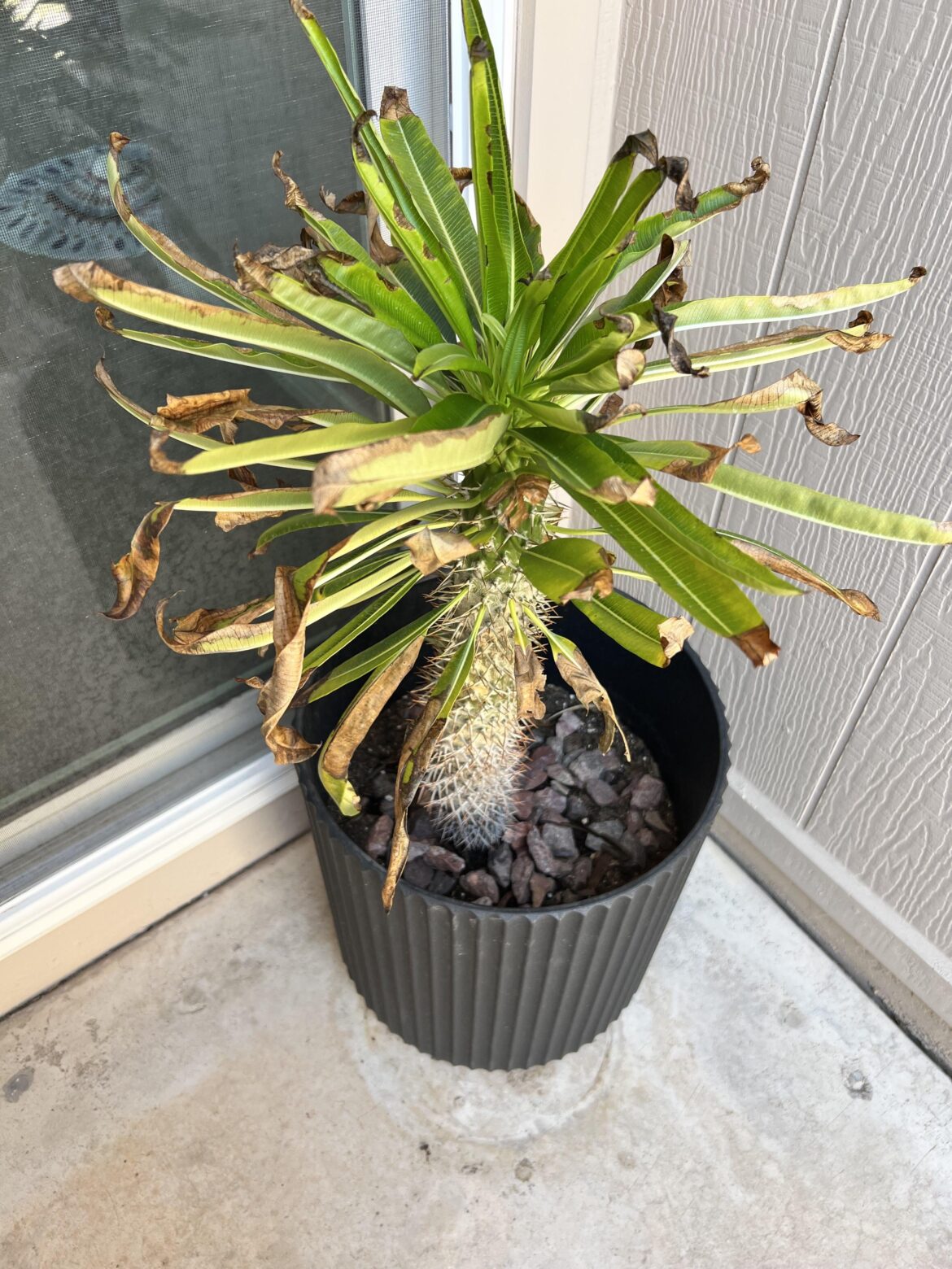 Please help me save my Madagascar Palm