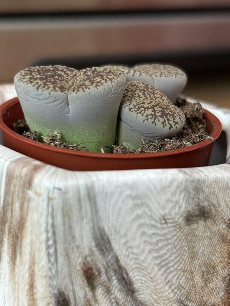 Can I repot these in sprayed/ wet lava rock? Can I repot these in sprayed/ wet lava rock?