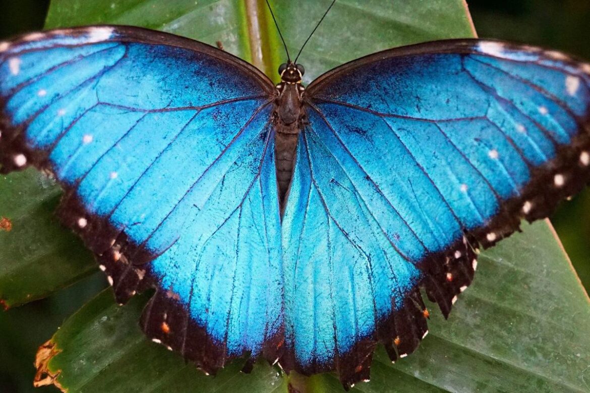 Learn To Design Your Small Urban Garden For Bees And Butterflies Learn To Design Your Small Urban Garden For Bees And Butterflies