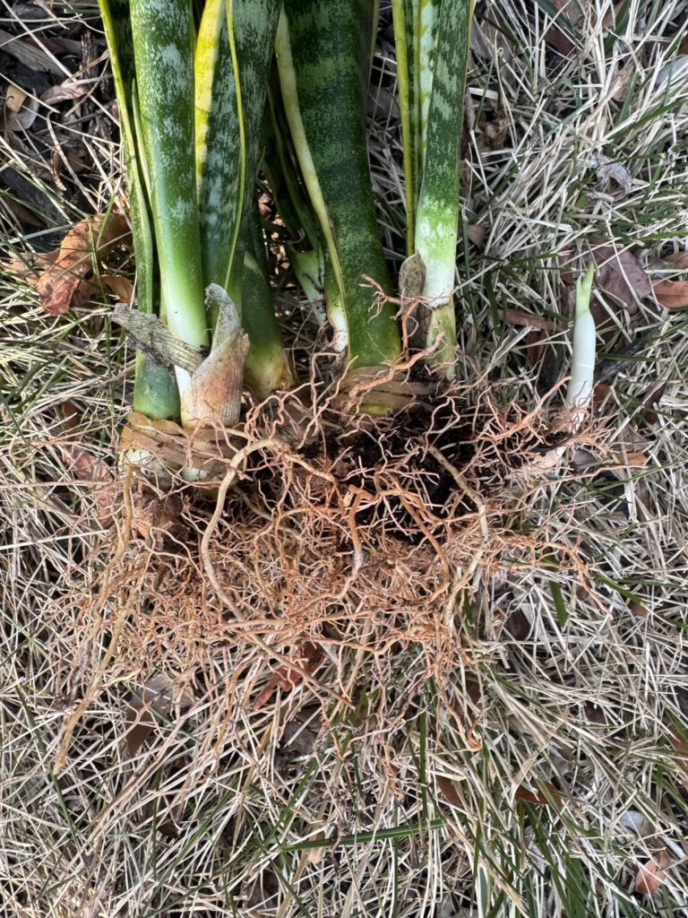 Is this root rot? Is this root rot?