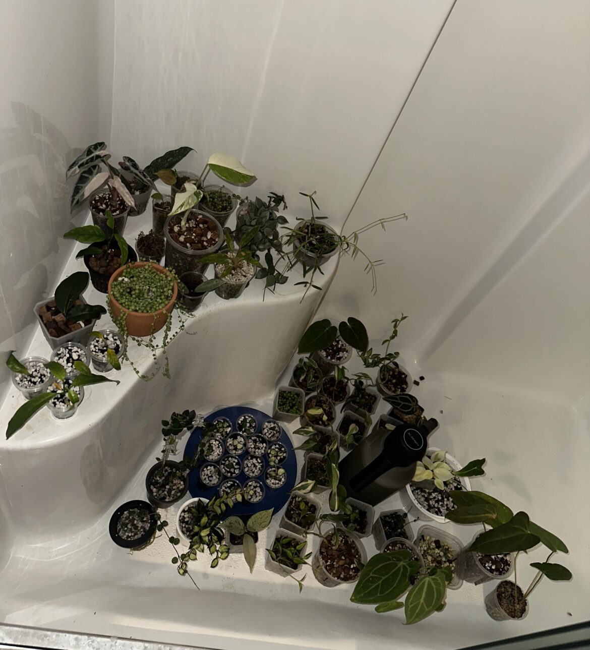 spider mites got me losing my will to liveš need advice pls spider mites got me losing my will to liveš need advice pls