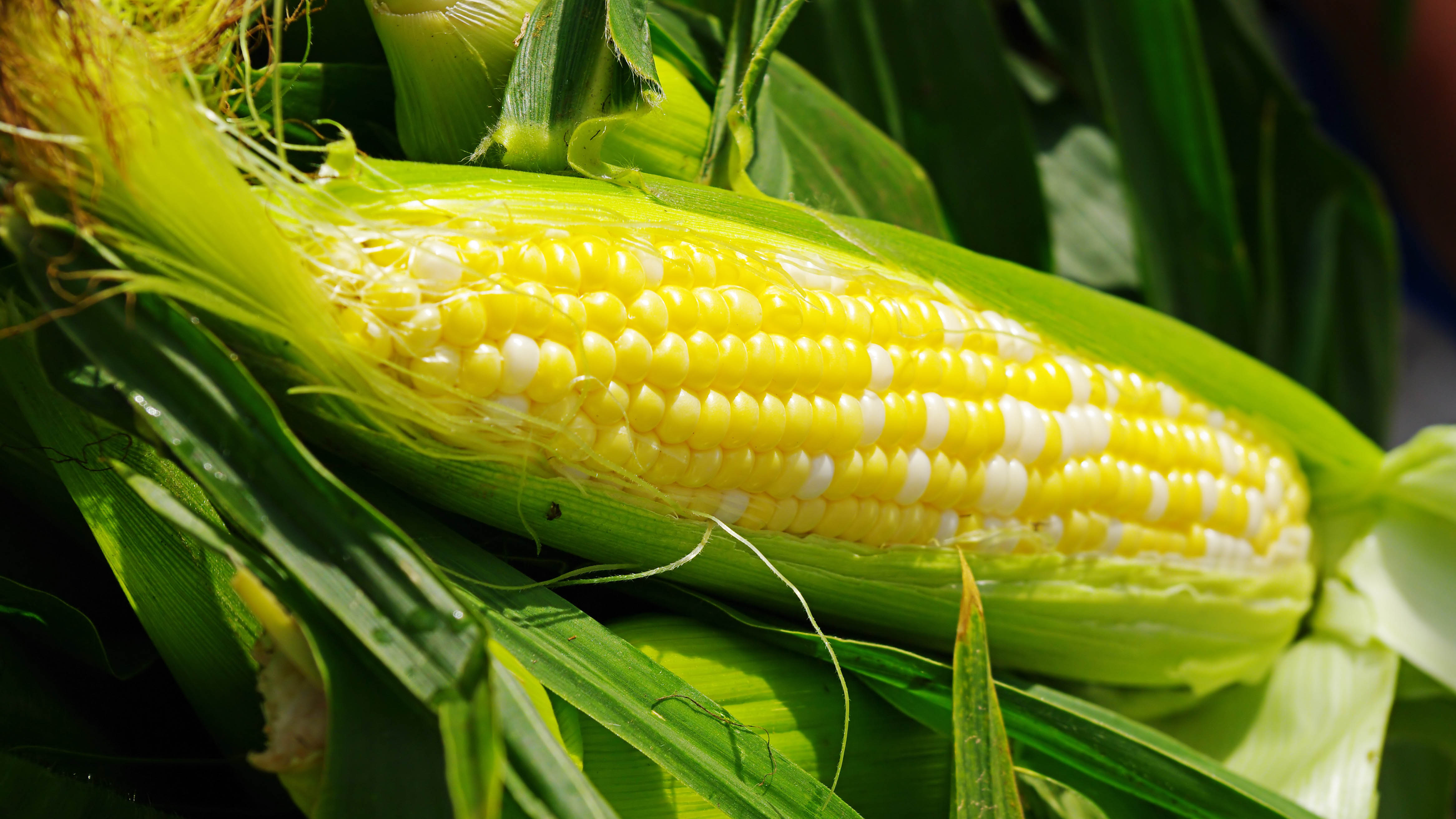 Sweetcorn cob