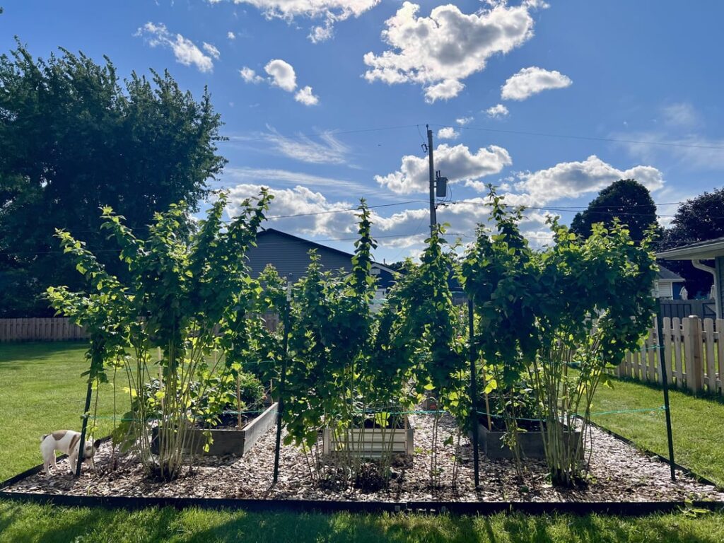 Strange Raspberry Behavior