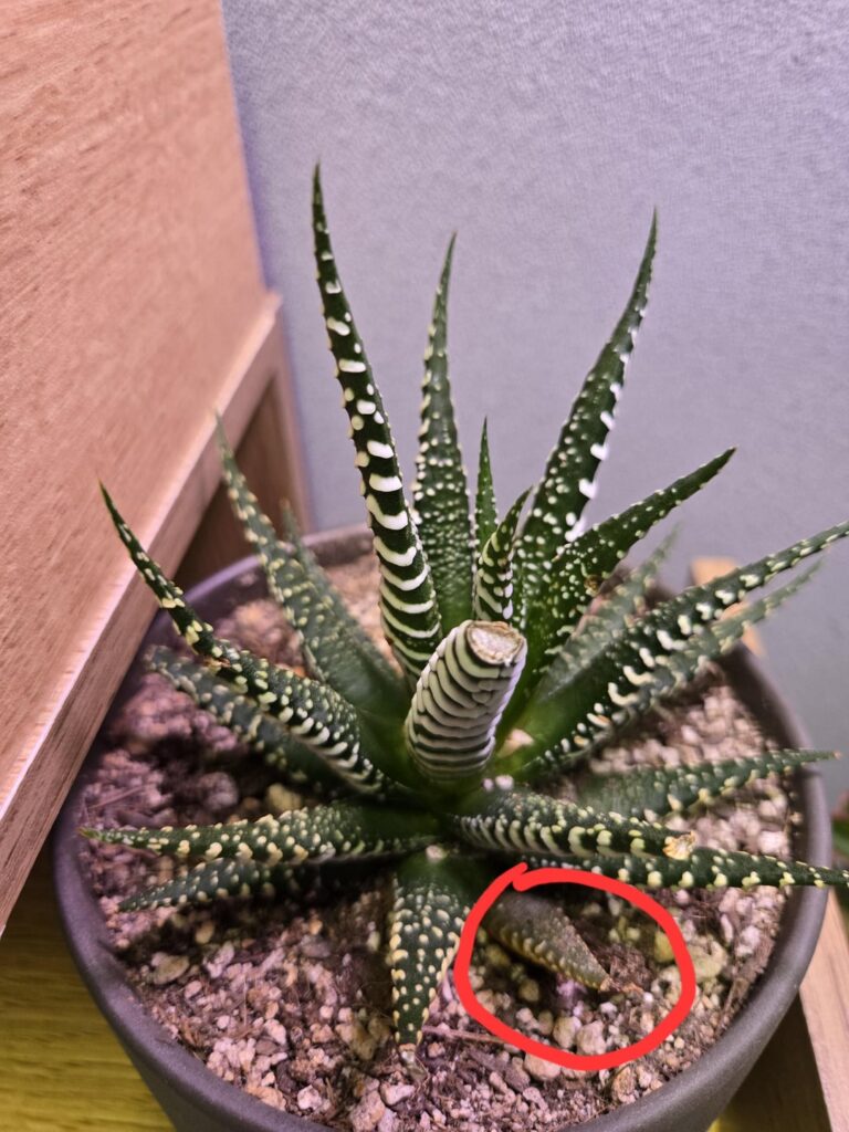 Yellowing bottom leaf Yellowing bottom leaf