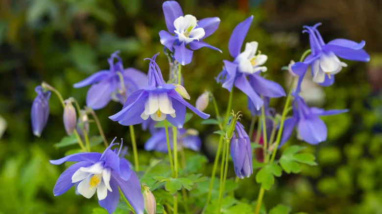 White and purple columbine grow in a garden.