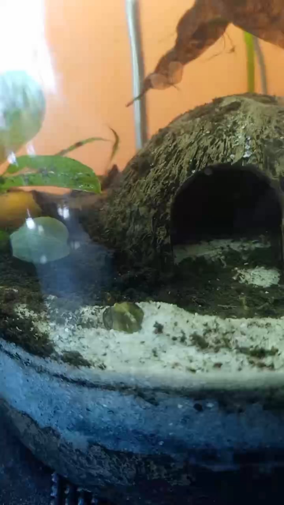 It's alive! What is it?