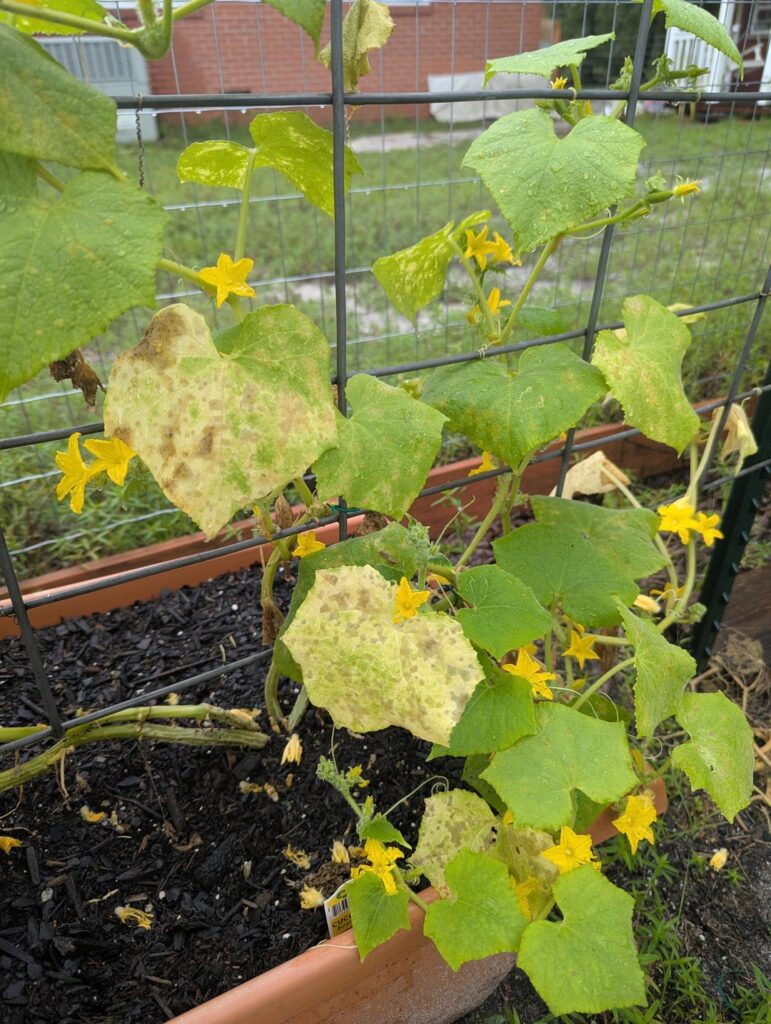 What is wrong with my cucumbers?