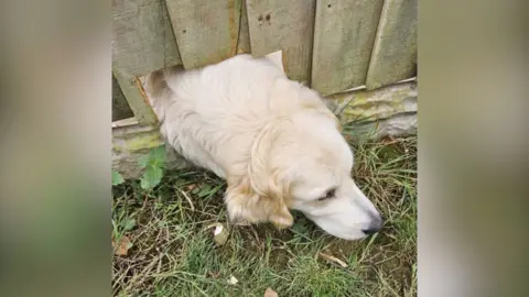 Supplied Indy, the golden retriever, with her head poking out of the hole in the gate