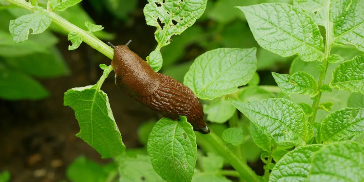 9 common garden pests — and how to keep them away for good 9 common garden pests — and how to keep them away for good