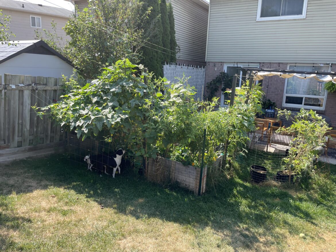 The cucumber sprawl is real