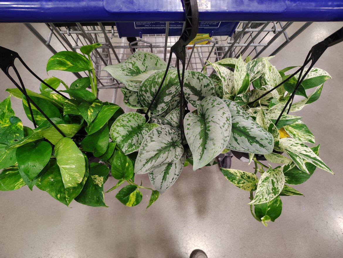 Look at these beauties!