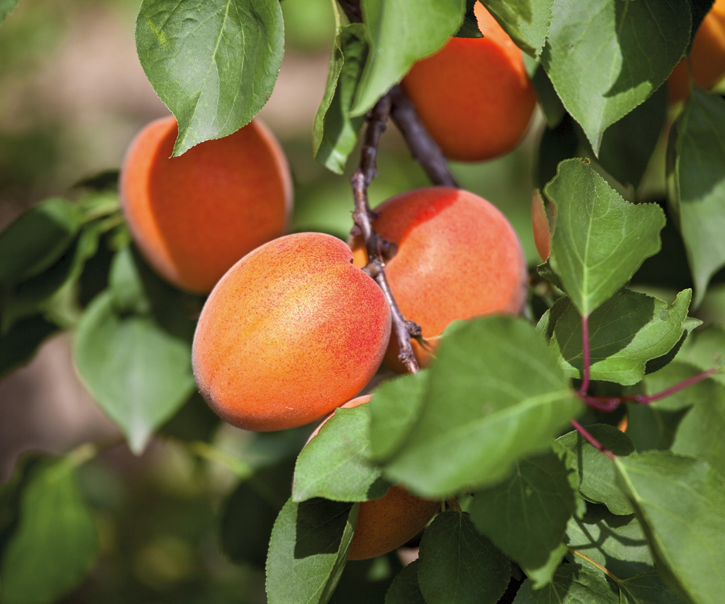 Apricots growing on an apricot tree