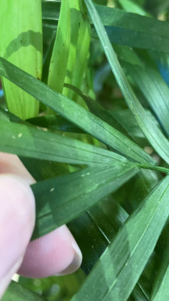 Any idea what this is and what to do?