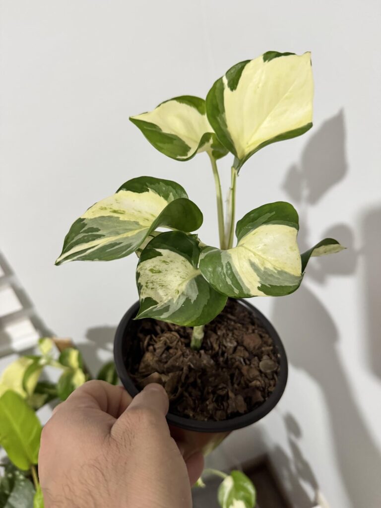How can I make this manjula “bushy”?