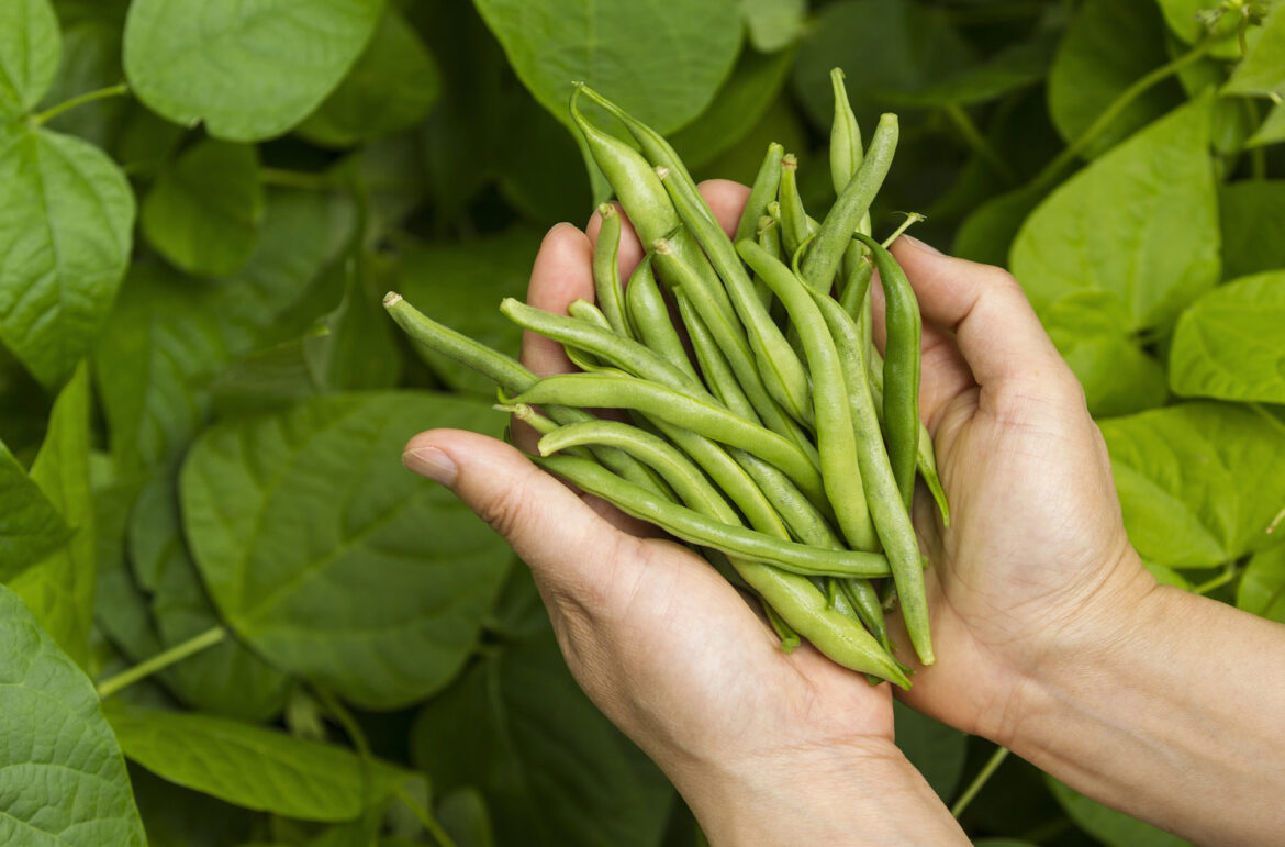 Gardener shares simple hack to grow massive amounts of popular produce: ‘Don’t need much’ "Oh so pretty."