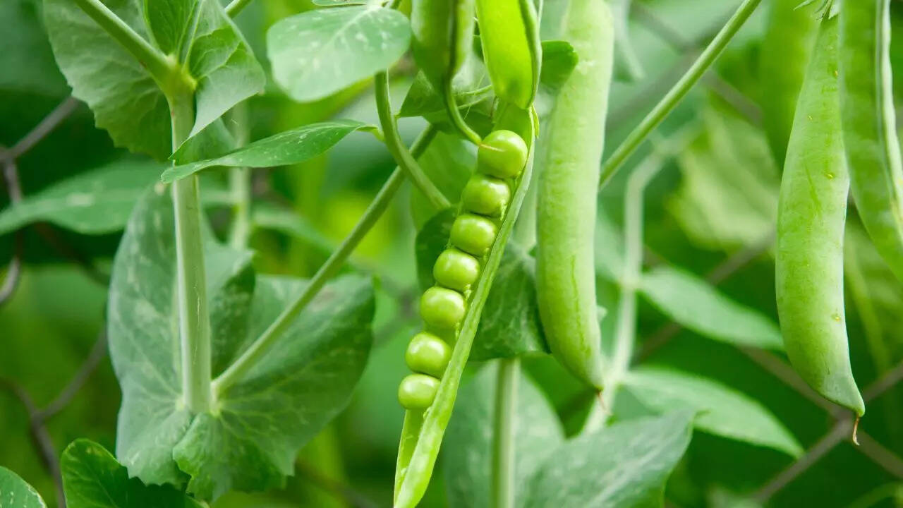 Beans and peas
