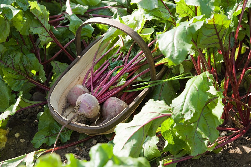 fresh beetroot in basket