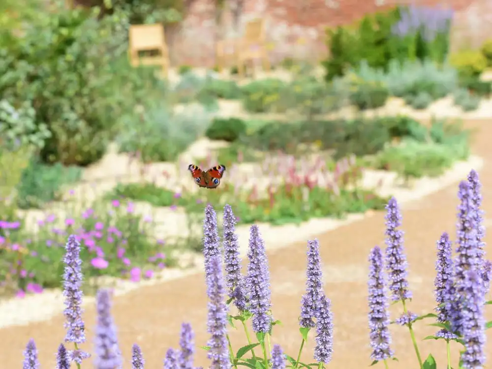 How a Mediterranean Garden is now blooming near York How a Mediterranean Garden is now blooming near York