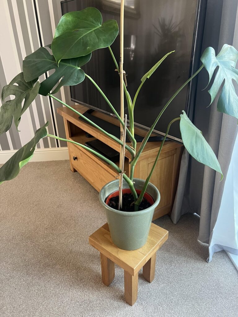 why isn’t my monstera getting any bigger?