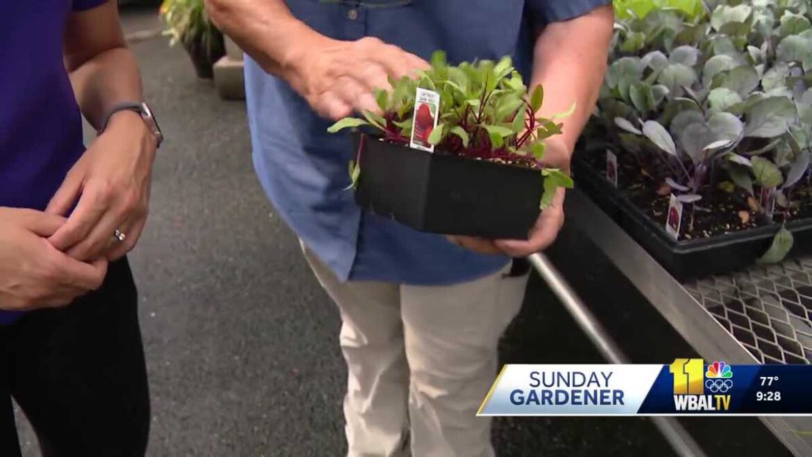 Best advice for planting fall vegetables