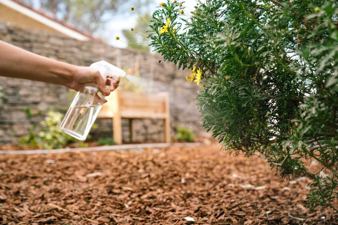 Wait, Why the Heck Are People Spritzing Vinegar Around Their Yard? Yahoo lifestyle home