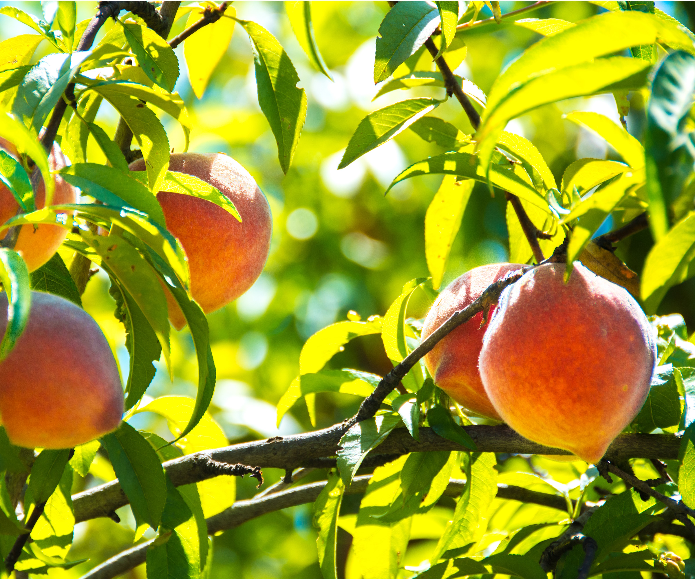 Peaches on a tree in the sun