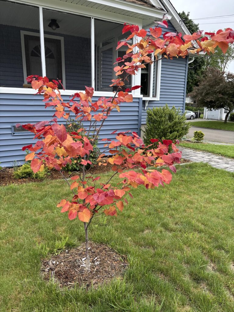What’s wrong with my red bud?