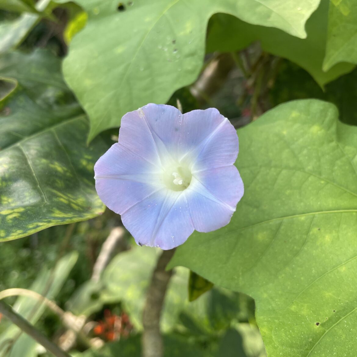 Japanese Morning Glory (𝘐𝘱𝘰𝘮𝘰𝘦𝘢 𝘯𝘪𝘭) (OC)