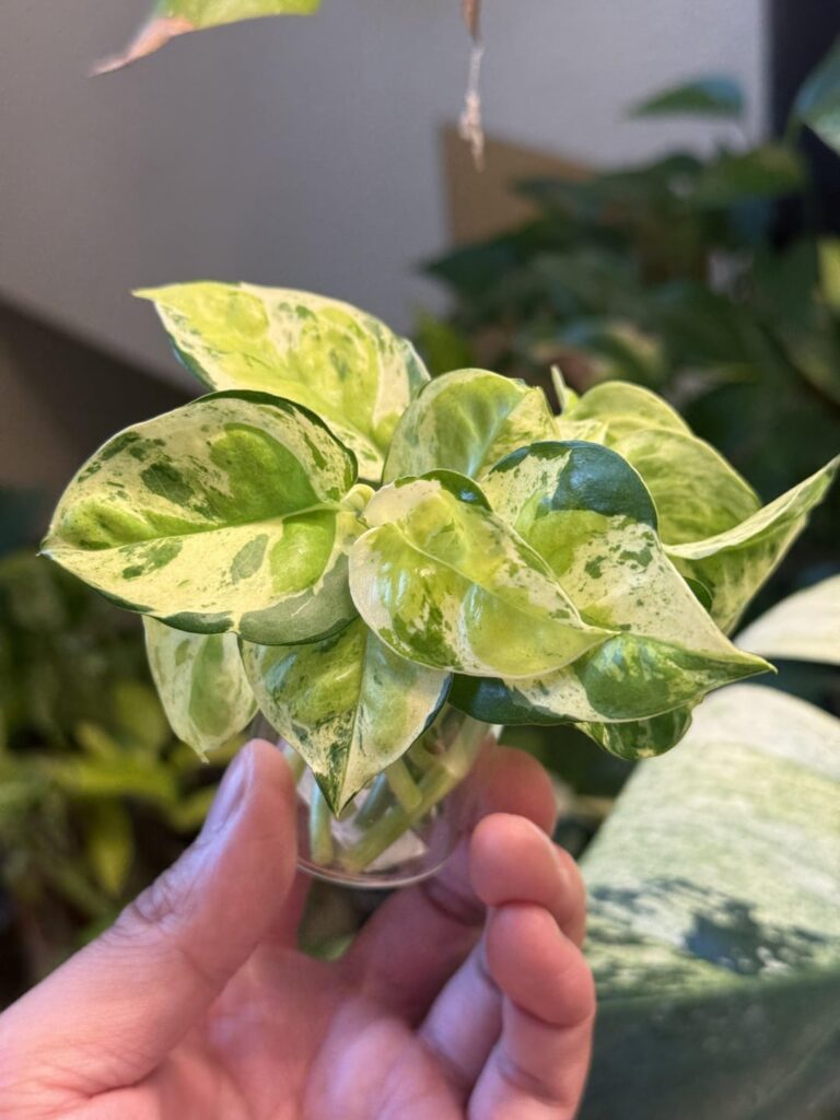 Excited to propagate my pothos