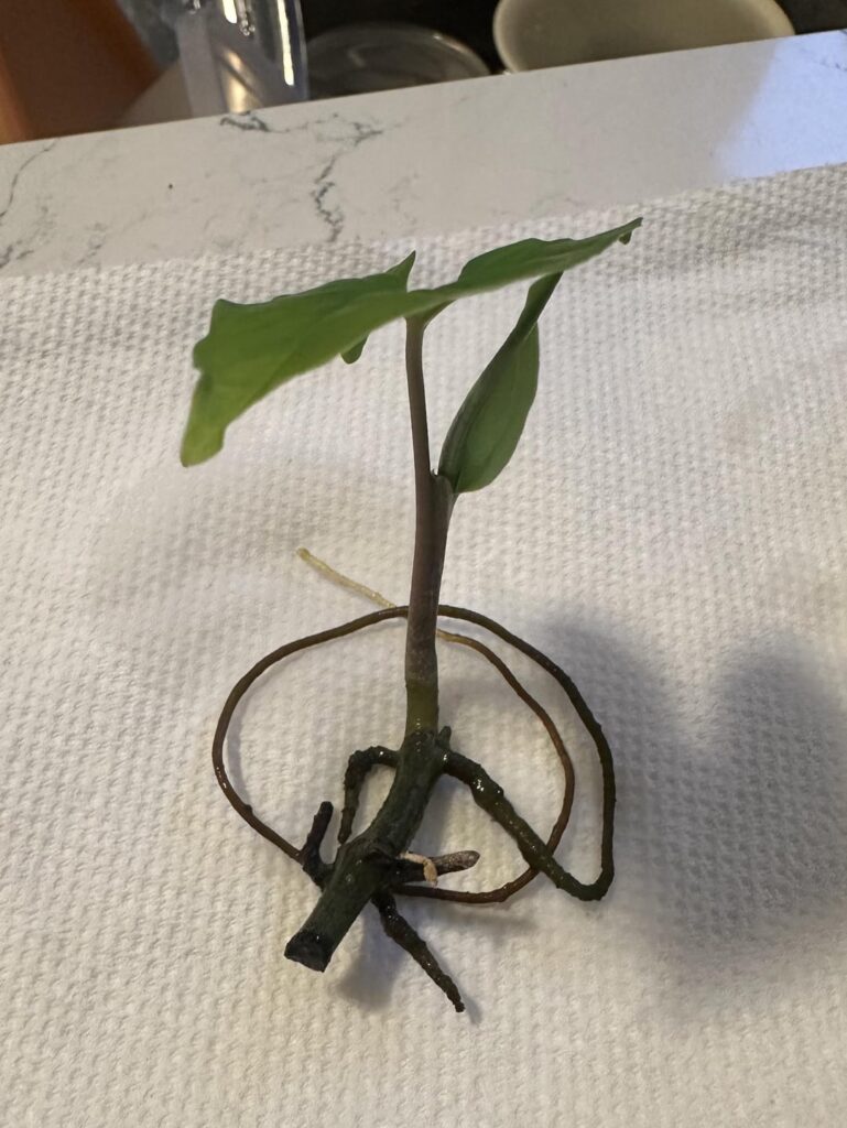 Arrowhead cutting help Arrowhead cutting help
